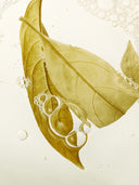 Load image into Gallery viewer, Organic Herb Olive Leaf Mist