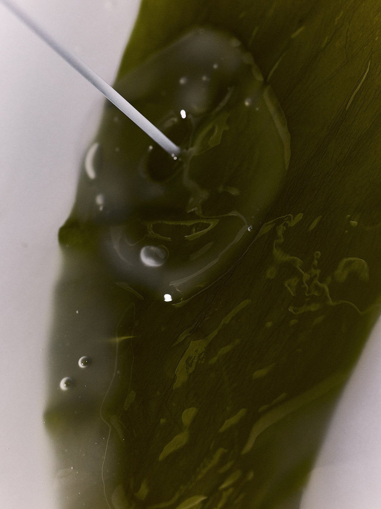 Organic Algae Kelp Mask